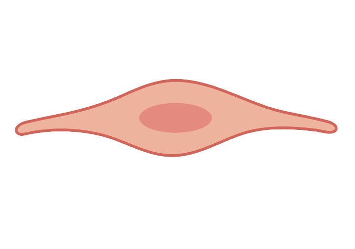 endothelial.png