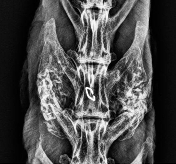 Liberty Rabbit #1 ΓÇô 12 Week Radiograph