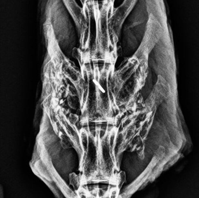 Liberty Rabbit #2 - 12 Week Radiograph