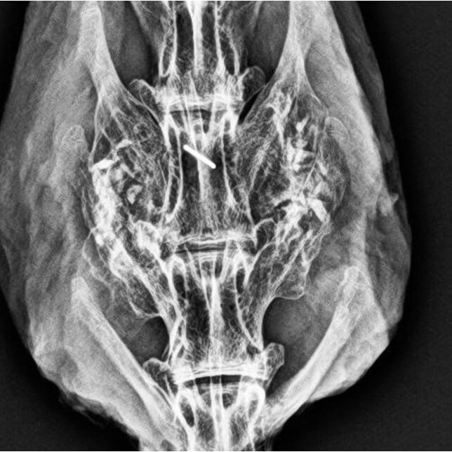 Liberty Rabbit #3 - 12 Week Radiograph