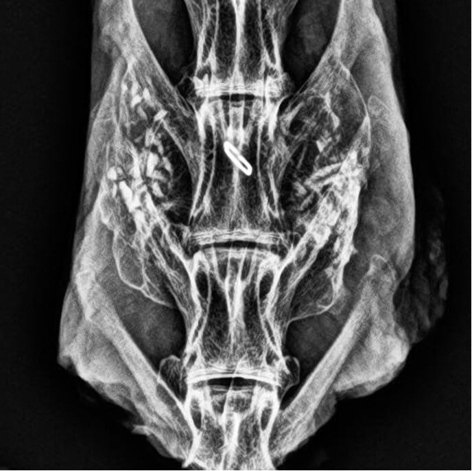Liberty Rabbit #4 - 12 Week Radiograph