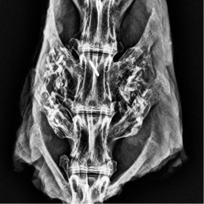 Liberty Rabbit #5 - 12 Week Radiograph