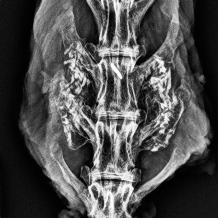 Liberty Rabbit #6 - 12 Week Radiograph