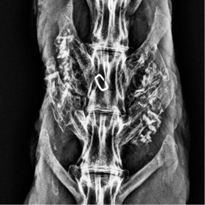 Liberty Rabbit #7 - 12 Week Radiograph
