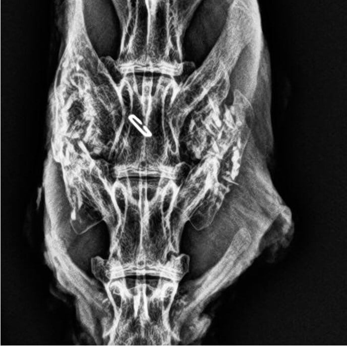 Liberty Rabbit #8 - 12 Week Radiograph