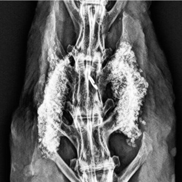 MagnetOs Rabbit #1 - 12 Week Radiograph