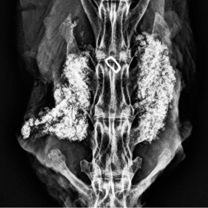 MagnetOs Rabbit #2 - 12 Week Radiograph