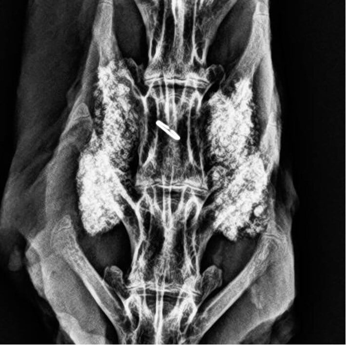 MagnetOs Rabbit #3 - 12 Week Radiograph