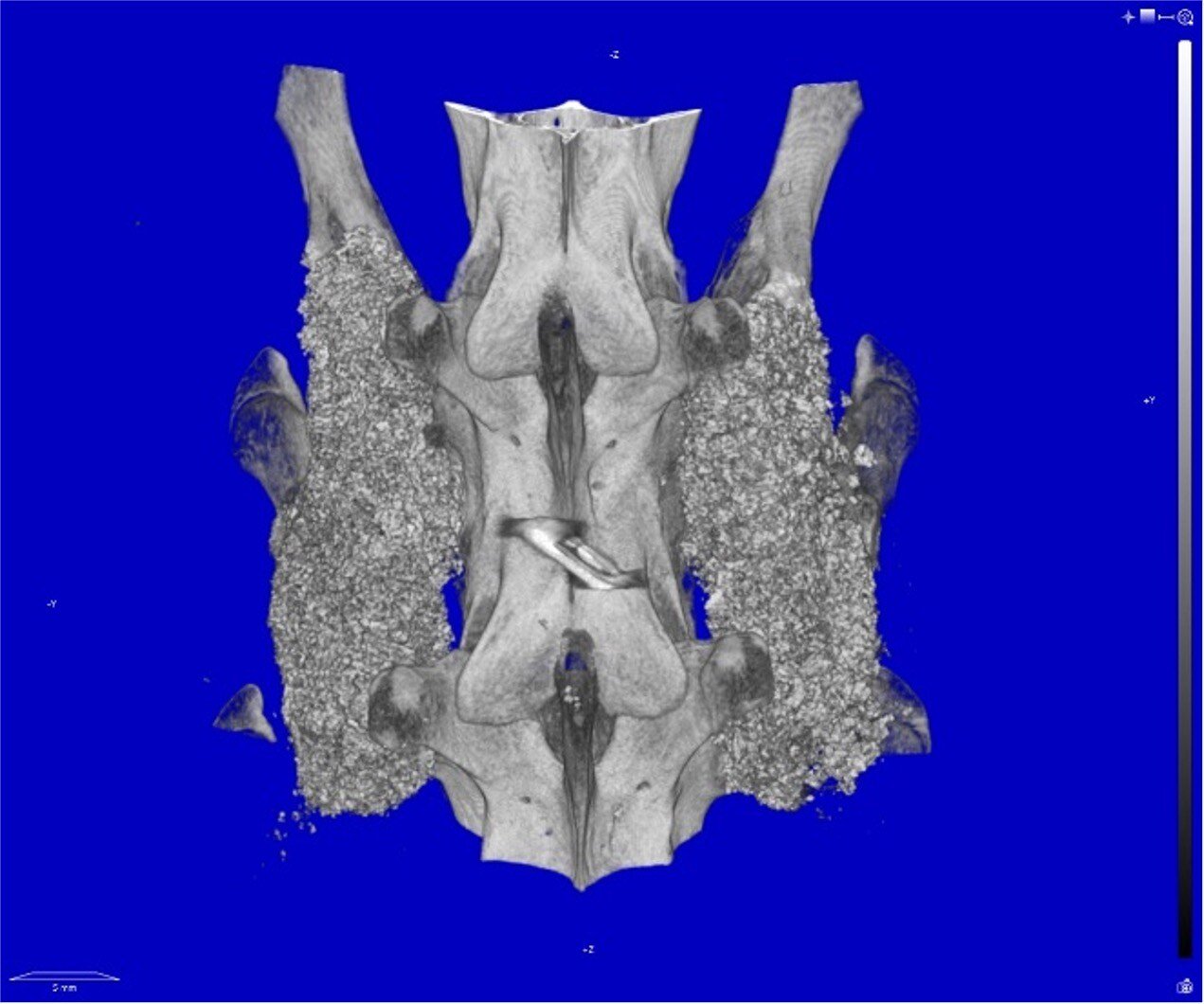 MagnetOs Rabbit #3 - 12 Week uCT