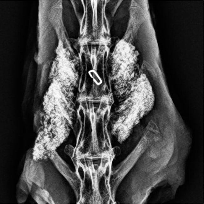 MagnetOs Rabbit #4 - 12 Week Radiograph