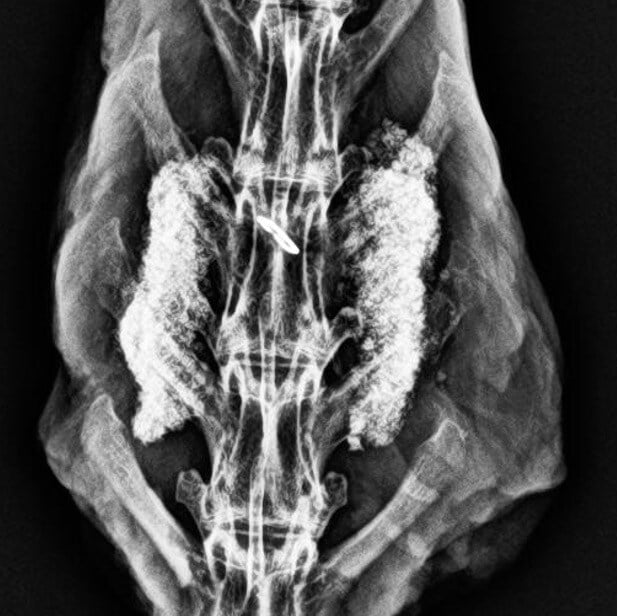MagnetOs Rabbit #5 - 12 Week Radiograph