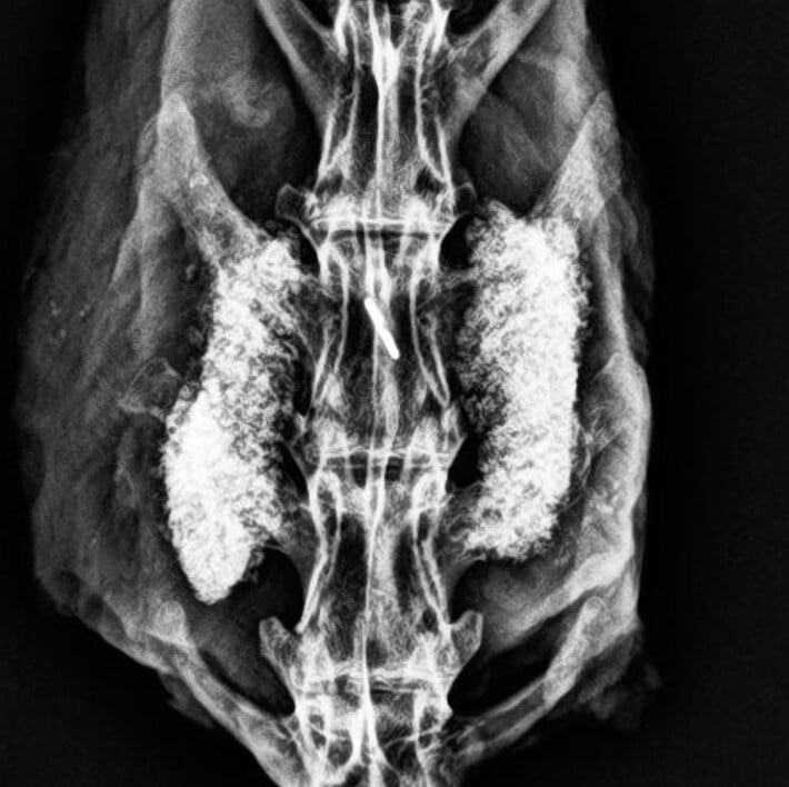 MagnetOs Rabbit #6 - 12 Week Radiograph
