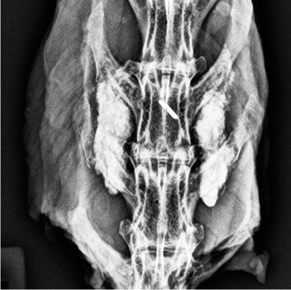 VitOss BA Foam Pack Rabbit #1 - 12 Week Radiograph