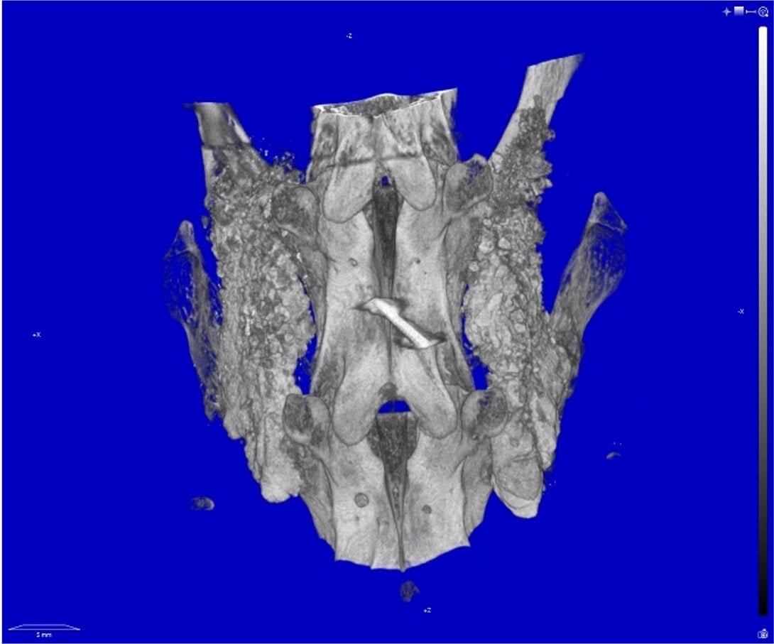 VitOss BA Foam Pack Rabbit #1 - 12 Week uCT