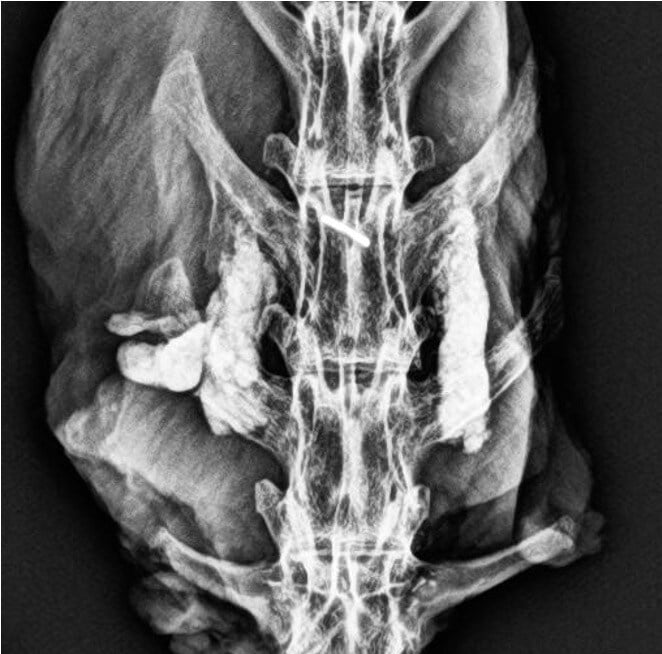 VitOss BA Foam Pack Rabbit #2 - 12 Week Radiograph