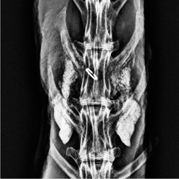 VitOss BA Foam Pack Rabbit #4 - 12 Week Radiograph
