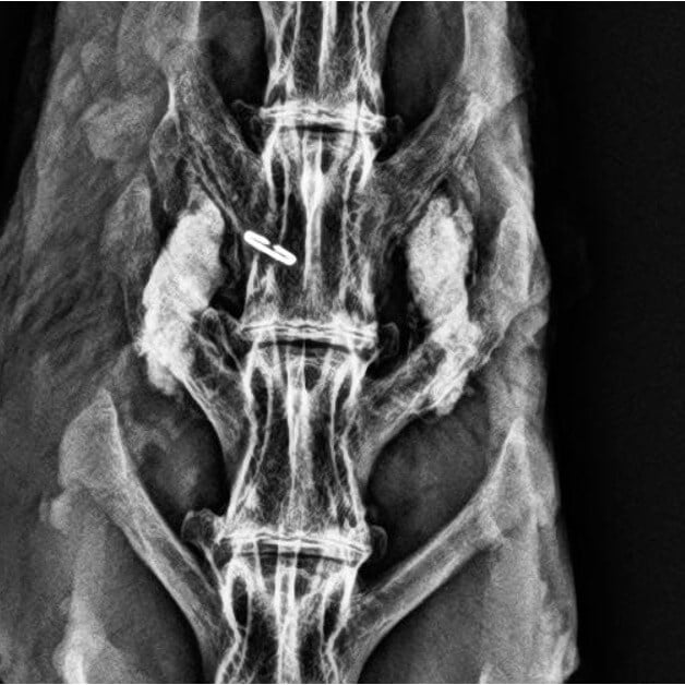VitOss BA Foam Pack Rabbit #5 - 12 Week Radiograph