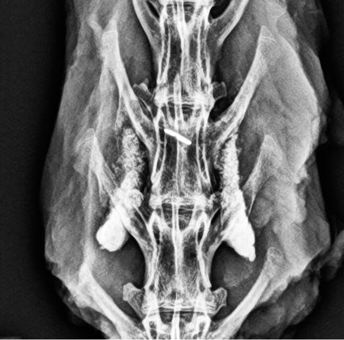 VitOss BA Foam Pack Rabbit #6 - 12 Week Radiograph